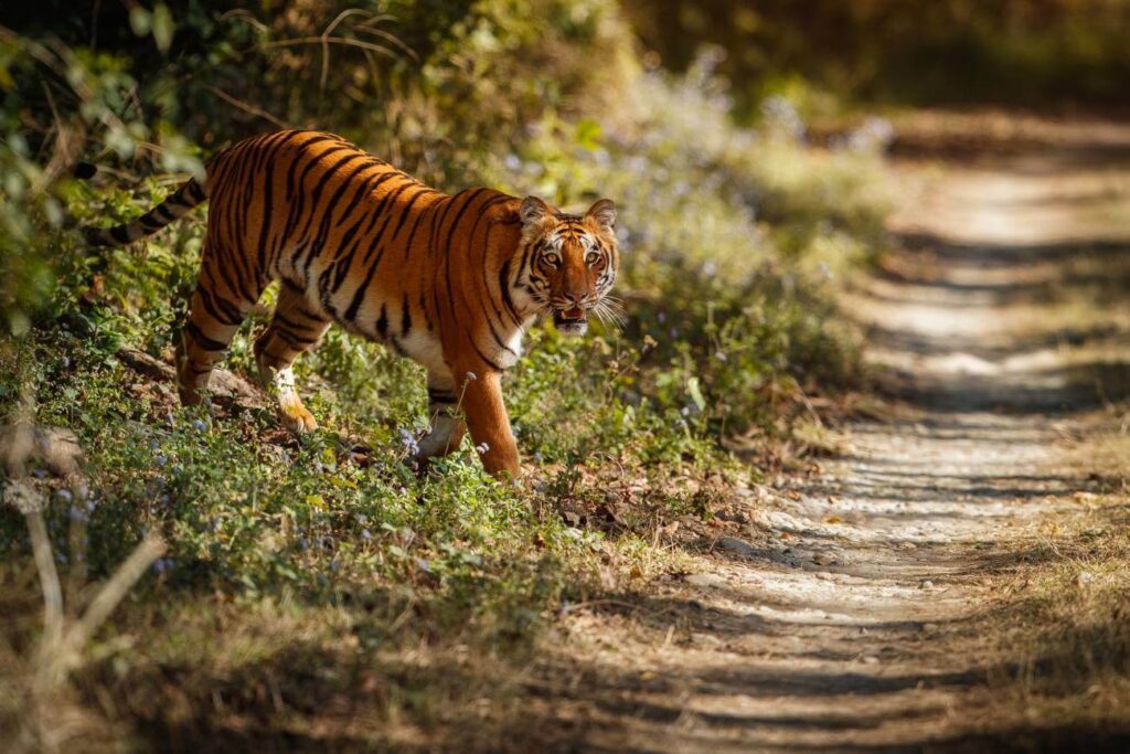 ranthambore-tiger-walking-in-forest