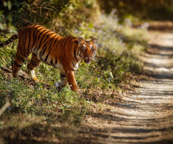 ranthambore-tiger-walking-in-forest